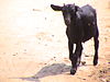Black Bengal Goat 00812.JPG