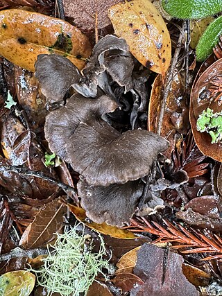 <i>Craterellus atrocinereus</i> Species of fungus