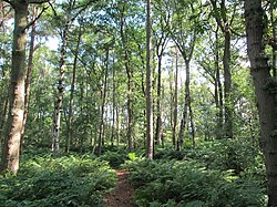 Black Firs, Staffordshire 1.jpg