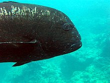 A mature male giant trevally showing the black colouration common in these older fish Black giant trevally.jpg