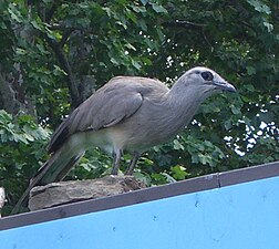 Chunga in de National Aviary in Pittsburgh