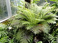 Blechnum brasiliense - United States Botanic Garden - DSC09568.JPG