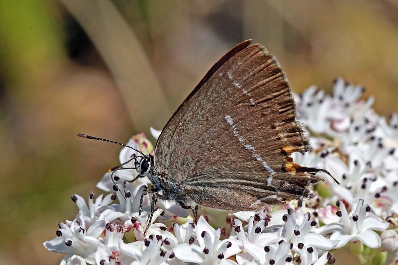 File:Blue-spot hairstreak (Satyrium spini) Macedonia.jpg