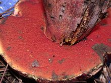 Close-up of the poroid surface Boletus pulcherrimus 8405.jpg