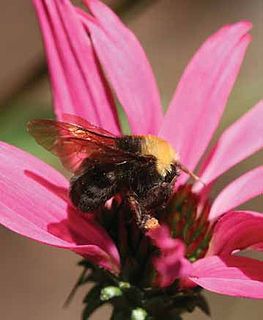 <span class="mw-page-title-main">Franklin's bumblebee</span> Species of bee