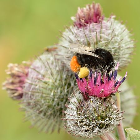 Arctium tomentosum