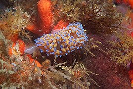 Gasflame nudibranch