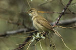 Thumbnail for Booted warbler