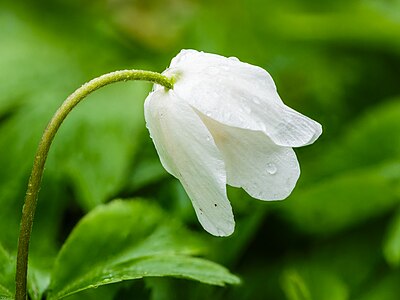 Bosanemoon (Anemone nemorosa) 18-03-2024 (d.j.b.)