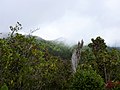 Bosque enaño, Honduras.jpg