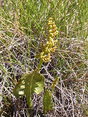 Real moon rue (Botrychium lunaria)