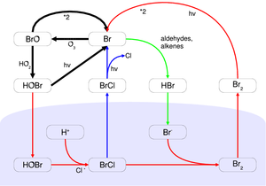 Chemical mechanism of the bromine explosion. The blue area at the bottom represents the condensed phase (liquid brine or ice surface). Br explosion.png