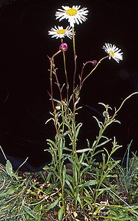 <i>Brachyscome aculeata</i> Species of flowering plant