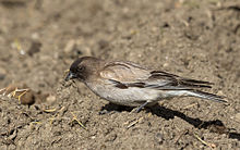 Brandt's Mountain finch or Black-headed Mountain-finch (Leucosticte brandti)-1904 Brandt's Mountain finch or Black-headed Mountain-finch (Leucosticte brandti)-1904.jpg