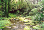 Thumbnail for Border Ranges National Park