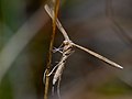 Brown Plume Moth (Stenoptilia pterodactyla) (10254712213).jpg