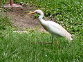 Perdigiurni foestê Bubulcus ibis