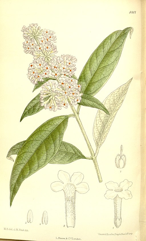 Buddleia officinalis 137-8401