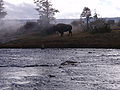 Buffalo Along The Firehole River