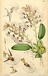 Bulbophyllum barbigerum (spelled Bolbophyllum barbigerum) - Curtis' 87 (Ser. 3 no. 17) pl. 5288 (1861).jpg