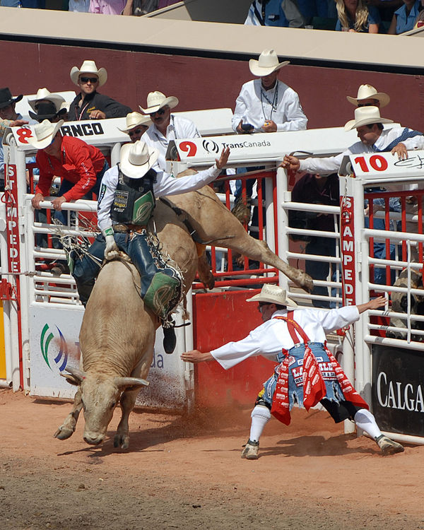 Bull riding at the Calgary Stampede; the "bullfighter" or "rodeo clown" is standing just to the right of the bull.