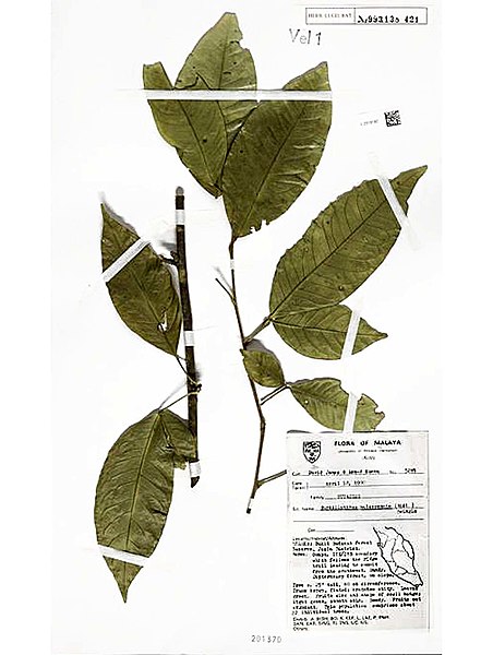 File:Burkillanthus malaccensis.jpg