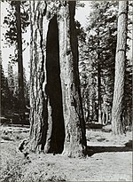 Miniatuur voor Bestand:Burnt Pinus jeffreyi Sierra National Forest.jpg