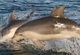 December 2: Burrunan Dolphin jumping