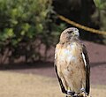 * Nomination Roadside hawk (Rupornis magnirostris), In Panoalla park, Mexico --Cvmontuy 21:13, 7 January 2018 (UTC) * Decline Too tight bottom crop. --Peulle 22:38, 7 January 2018 (UTC)