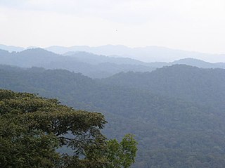 Albertine Rift montane forests Ecoregion (WWF)