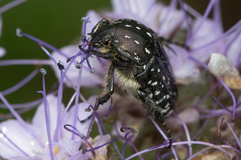 File:Cétoine Grise Verrières 3.jpg