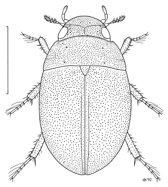 File:COLE Hydrophilidae Paracymus pygmaeus.png