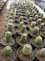 Cactus en Jardín Botánico