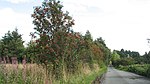 Cadgersloan - geograph.org.uk - 1461502.jpg