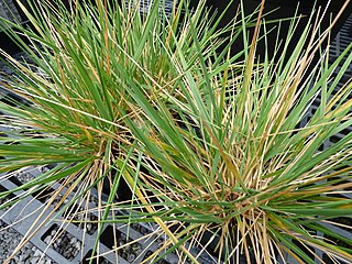 <i>Calamagrostis expansa</i> Species of grass