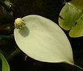 Slangenwortel (Calla palustris)