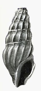 <i>Calliclava palmeri</i> Species of gastropod