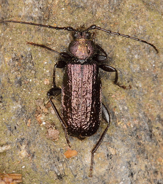 File:Callidium aeneum (Blaufarbener Scheibenbock) (7825547496).jpg