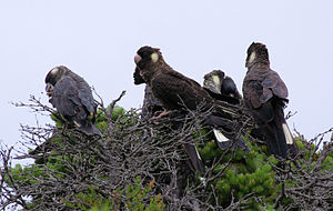 Calyptorhynchus latirostris -Albany, Western Australia, Australia-8.jpg