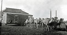 Camel train transporting a house, Kalgoorlie, Western Australia, ca. 1928 CamelTrainKalgoorlie WEFretwellCollection.jpg