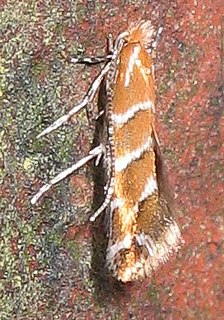 Horse-chestnut leaf miner Species of moth