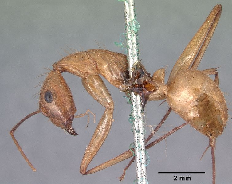 File:Camponotus cervicalis casent0101551 profile 1.jpg