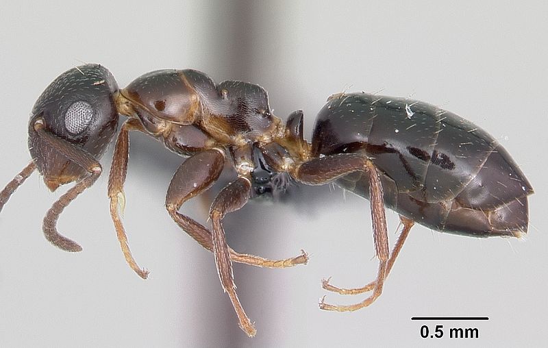 File:Camponotus papago casent0104912 profile 1.jpg