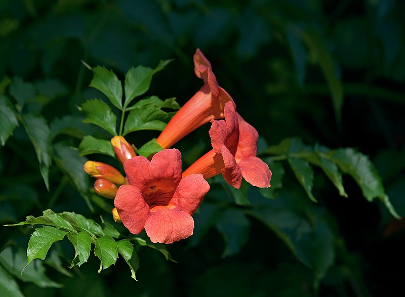 File:Campsis Madame Galen (Campsis × tagliabuana).jpg