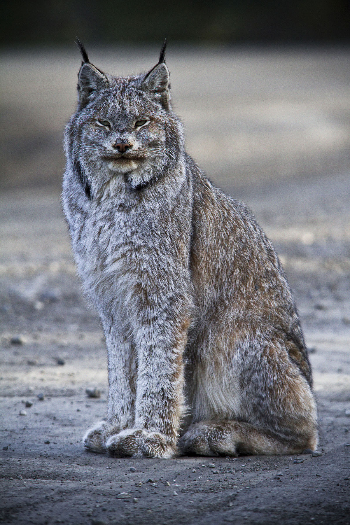 Canada lynx - Wikipedia