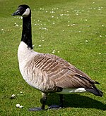 A Canada goose in Cambridge, England Canada goose.jpg