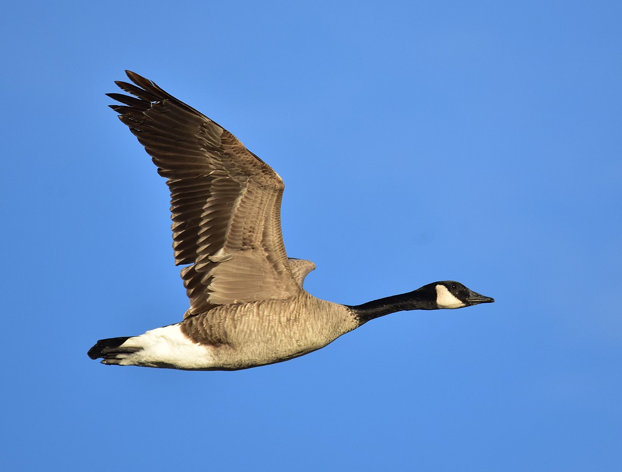 Canada goose on Seedskadee NWR (27826185489).jpg
