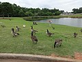 Canadian Geese and peking ducks, First Assembly of God