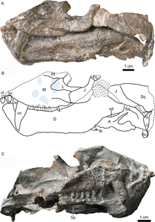 <i>Caodeyao</i> Genus of therapsid from Permian China