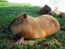 Hydrochoerus hydrochaeris, le Capybara, est une espèce dont l'état de conservation est le moins préoccupant